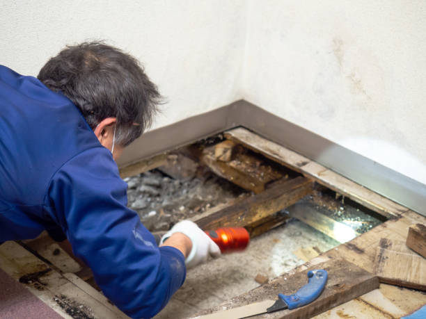 Mold Removal Process in Sheridan, CA