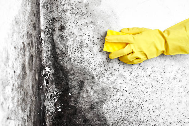 Trusted Sheridan, CA Mold Removal Experts