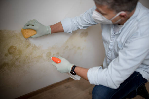 Best Mold Testing  in Sheridan, CA