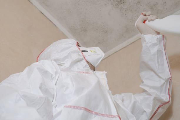 Office Mold Removal Services in Sheridan, CA