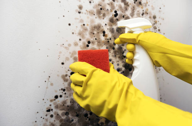 Best Emergency Mold Removal  in Sheridan, CA