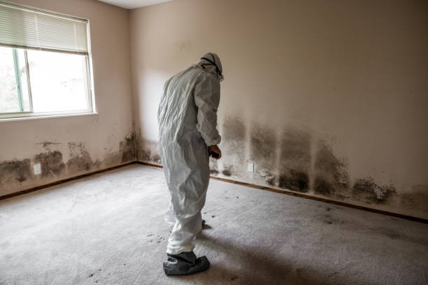 Best Mold Remediation Experts  in Sheridan, CA