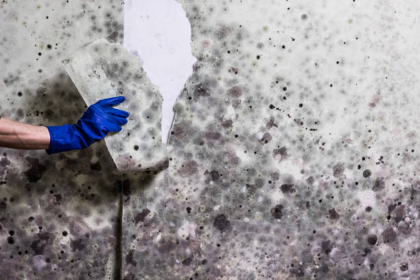 Best Professional Mold Removal  in Sheridan, CA